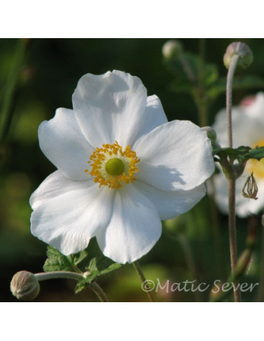Anemone x hybrida 'Honorine Jobert' XL - vetrnica