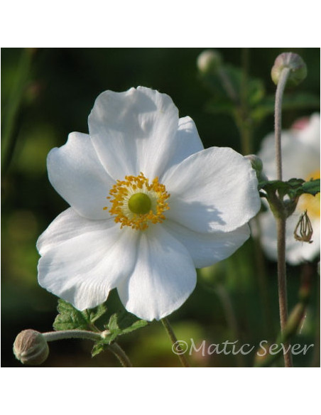Anemone x hybrida 'Honorine Jobert' XL - vetrnica