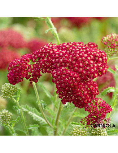 Achillea 'Red Velvet' - rman