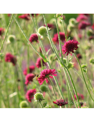 Knautia macedonica - grabljišče XL