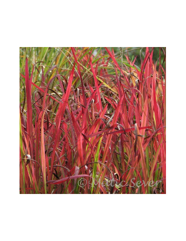 Imperata cylindrica 'Rubra' - imperata XL