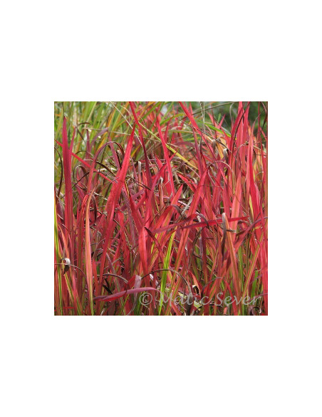 Imperata cylindrica 'Rubra' - imperata XL