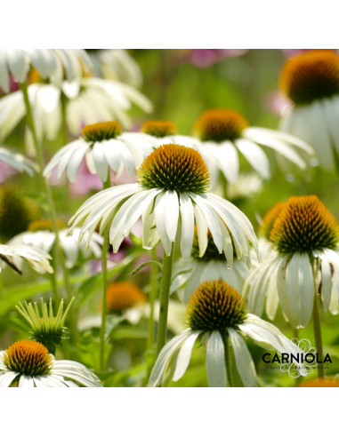 Echinacea purpurea 'Alba' - ameriški slamnik XL