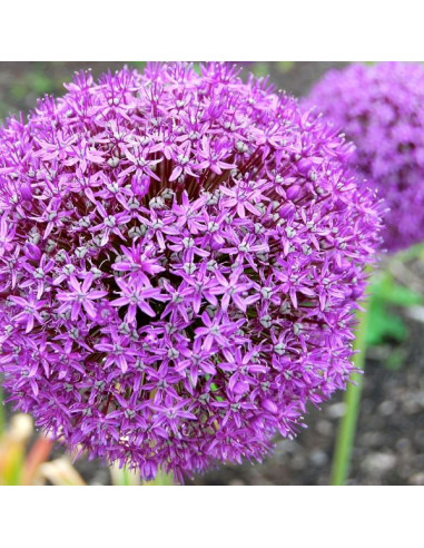 Allium giganteum - orjaški luk, 1 čebulica