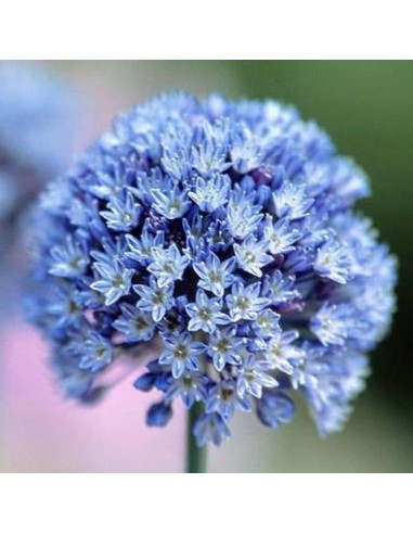 Allium caeruleum - modri luk