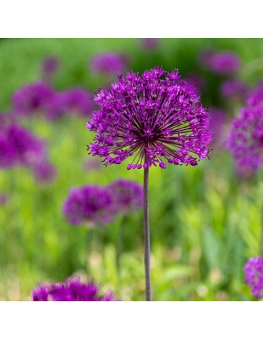 Allium 'Purple Sensation' - luk