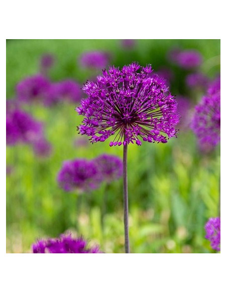 Allium 'Purple Sensation' - luk