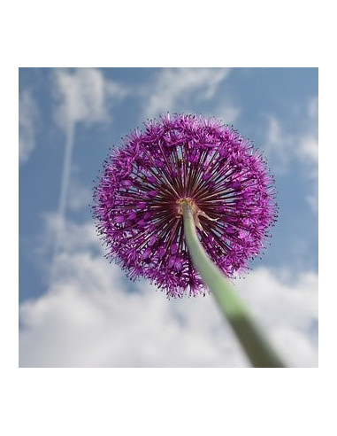 Allium 'Purple Sensation' - luk