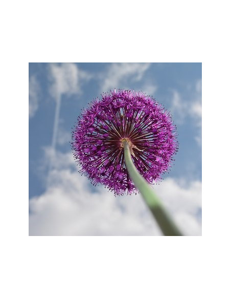 Allium 'Purple Sensation' - luk
