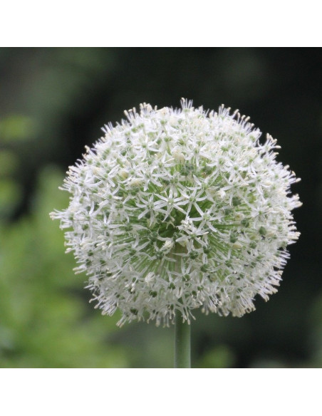 Allium 'Album' - luk, čebulica