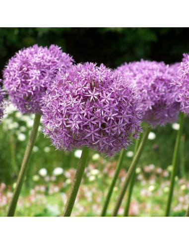 Allium 'Gladiator' - luk, 1 čebulica