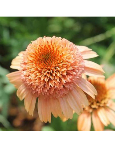 Echinacea ‘Supreme Cantaloupe’ XL - ameriški slamnik