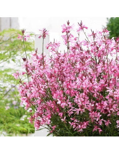 Gaura 'Gambit Pink' - gavra