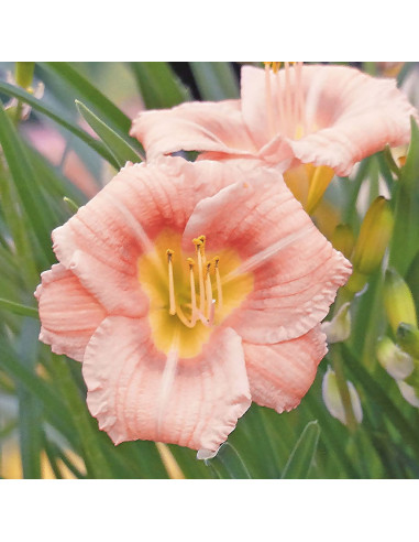 Hemerocallis 'Everydaylily Rose' - maslenica