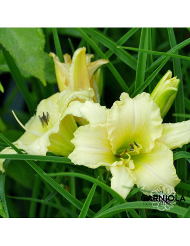 Hemerocallis 'Everydaylily Cream' - maslenica