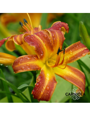 Hemerocallis 'Everydaylily Red Ribs' - maslenica