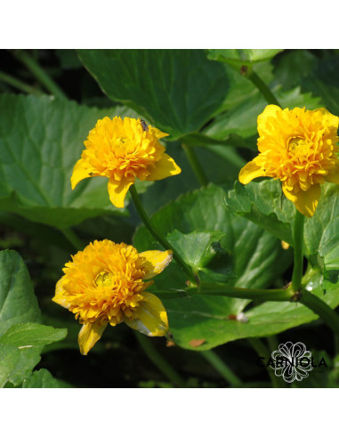 Caltha palustris 'Multiplex' - kalužnica