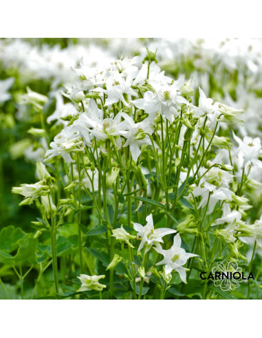 Aquilegia 'Spring Magic White' - orlica