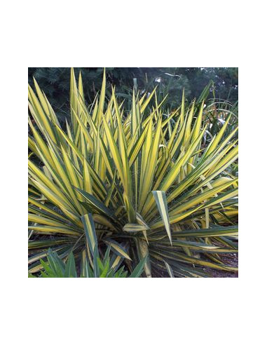 Yucca filamentosa 'Color Guard' XL - juka