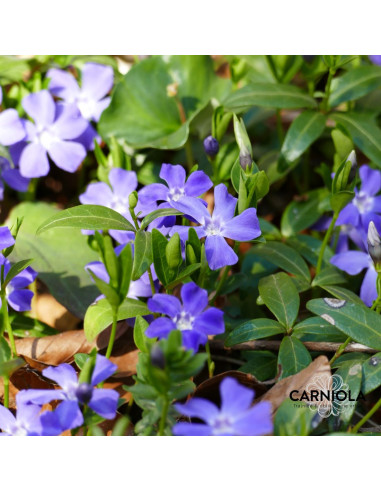 Vinca minor 'Flowe Power' - navadni zimzelen