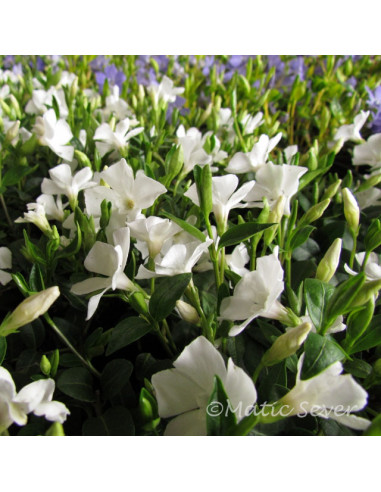 Vinca minor 'White Power' - navadni zimzelen