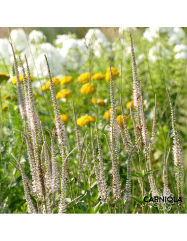 Veronicastrum virginicum 'Erica' - jetičnikar