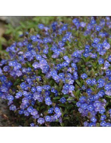 Veronica umbrosa 'Georgia Blue' - jetičnik