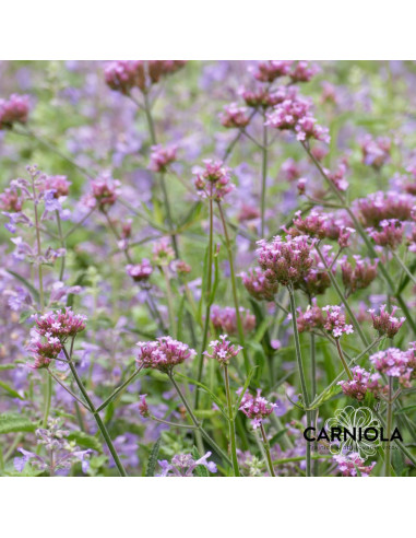 Verbena bonariensis 'Lollipop' XL - sporiš