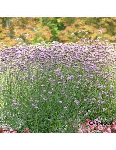 Verbena bonariensis - sporiš