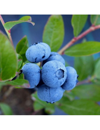 Vaccinium corymbosum 'Brigitta Blue' - ameriška borovnica