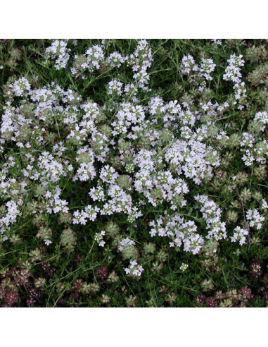 Thymus praecox 'Albiflorus' - timijan