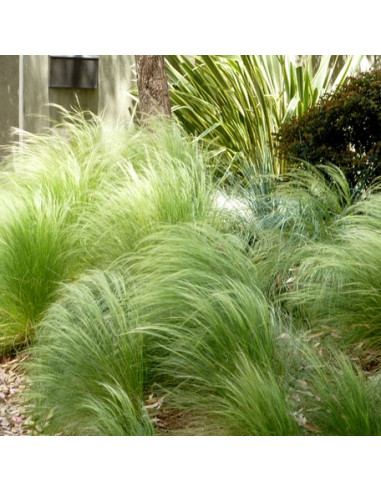 Stipa tenuissima - bodalica