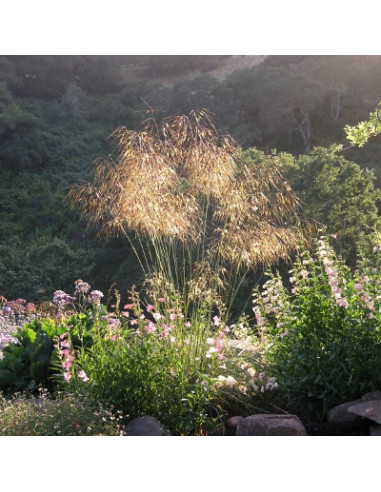 Stipa gigantea - bodalica