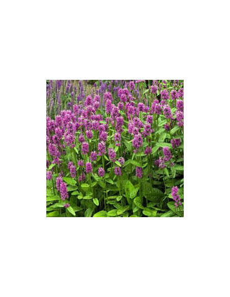 Stachys officinalis 'Hummelo' - čišljak