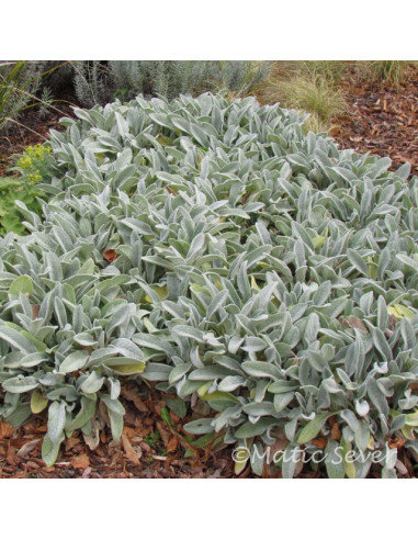 Stachys byzantina - volnati čišljak