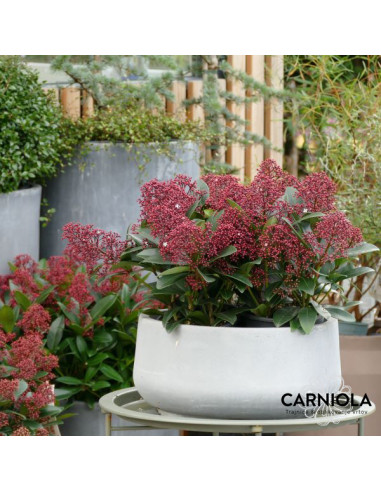 Skimmia japonica 'Rubella' XL - skimija