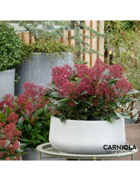 Skimmia japonica 'Rubella' XL - skimija