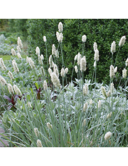 Sesleria nitida - vilovina