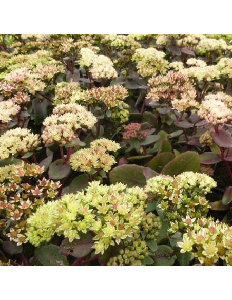 Sedum telephium 'Globe Yellow' - hermelika