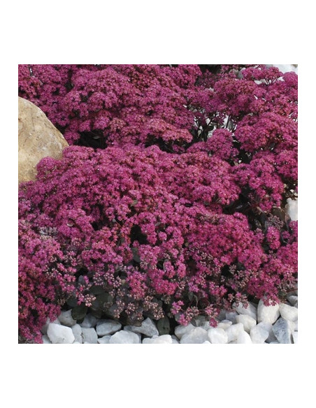 Sedum 'SunSparkler Dazzleberry' XL - hermelika, homulica