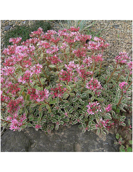 Sedum spurium 'Tricolor' - homulica