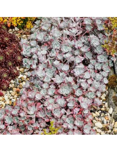 Sedum spathulifolium 'Purpureum' - homulica