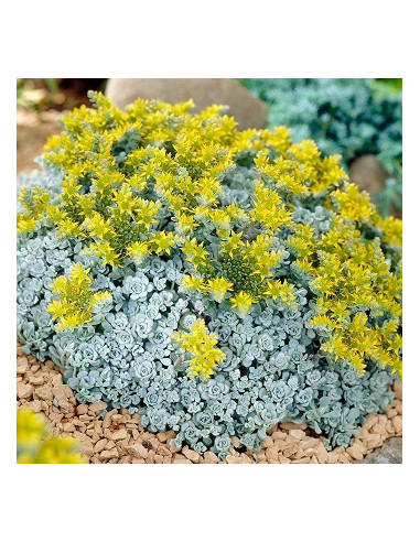 Sedum spathulifolium 'Cape Blanco' - homulica