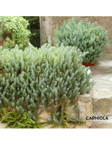 Sedum reflexum 'Blue Cushion' - homulica