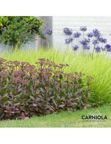 Sedum 'Matrona' - hermelika