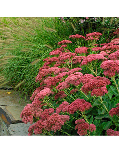 Sedum 'Herbstfreude' - hermelika