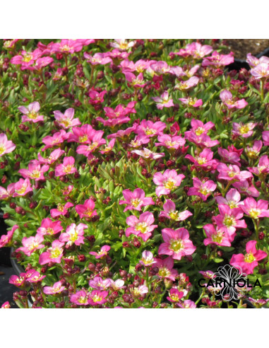 Saxifraga 'Touran Pink'- kamnokreč