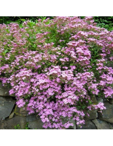 Saponaria ocymoides - milnica