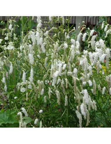 Sanguisorba tenuifolia 'Alba' - strašnica