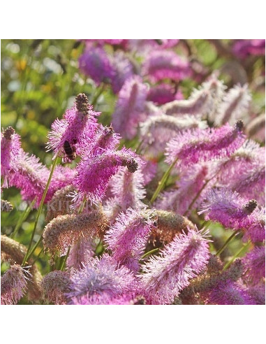 Sanguisorba hakusanensis 'Lilac Squirrel' XL - strašnica